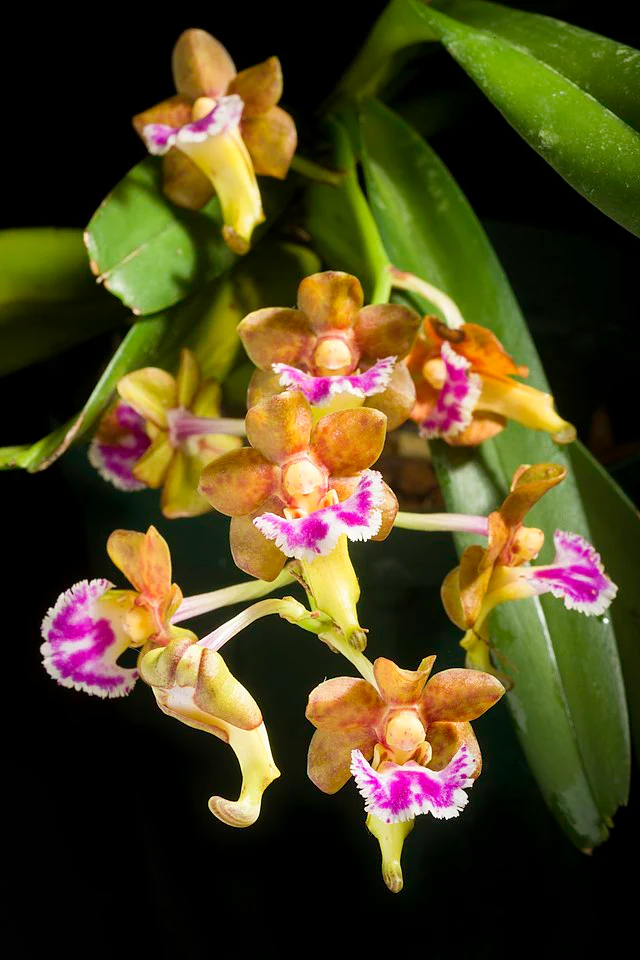 Aerides flabellata