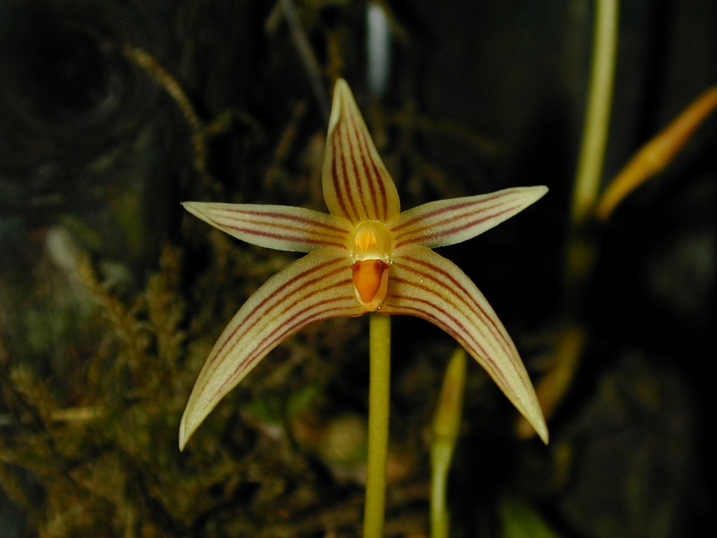 Bulbophyllum affine