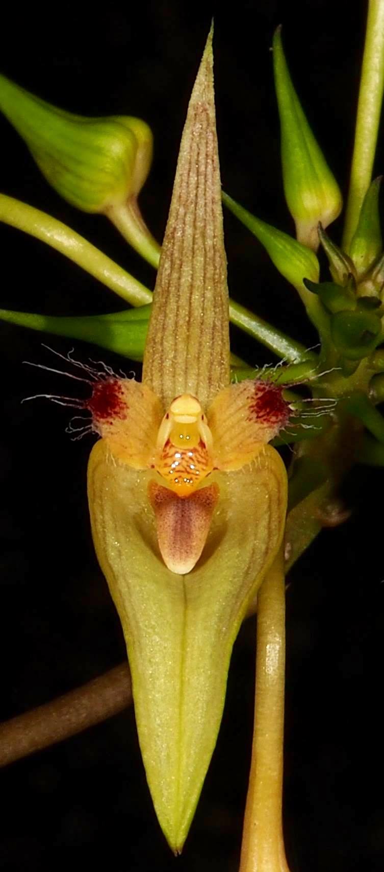 Bulbophyllum blepharistes