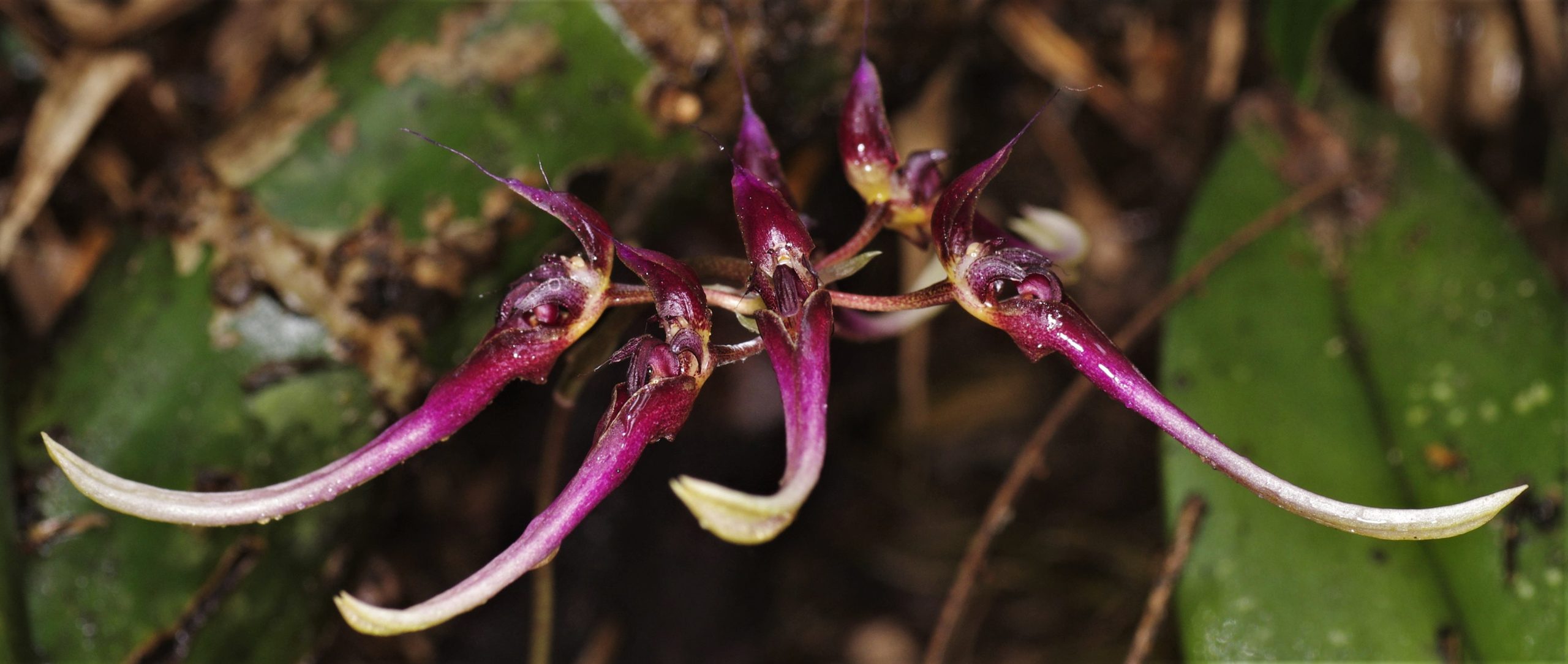 Bulbophyllum delitescens