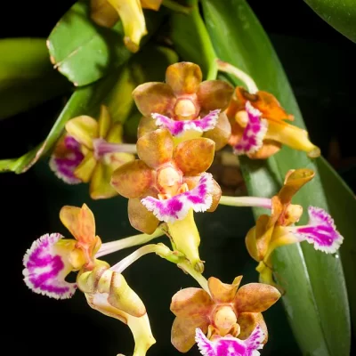 Aerides flabellata