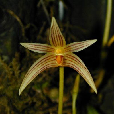 Bulbophyllum affine