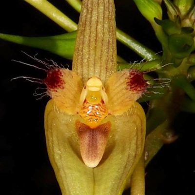 Bulbophyllum blepharistes