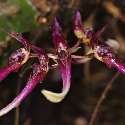 Bulbophyllum delitescens